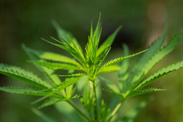 wild cannabis growing in nature. marijuana green background