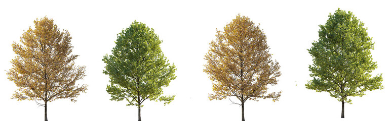 Set of street medium summer and autumn various trees frontal isolated png on a transparent background perfectly cutout