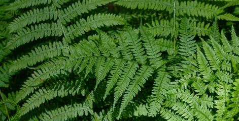 Natural background of forest fern leaves. A fern in the forest