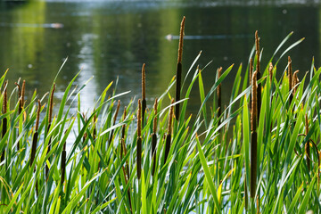Cattail ( lat. Typha ) is a genus of plants in the cattail family ( Typhaceae )