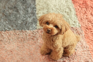 おうちでリラックスするトイ・プードル