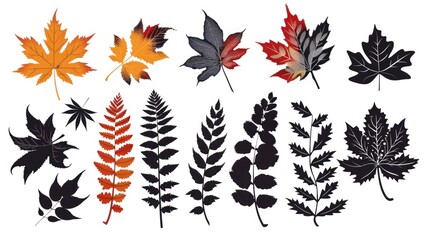 Fototapeta premium Various leaf types
