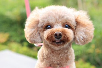 お散歩中のトイ・プードル