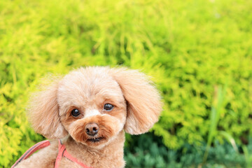 お散歩中のトイ・プードル