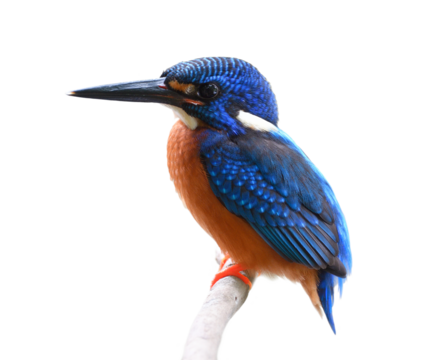 blue bird with dark brown chest nicely perching on  wooden branch isolated on white background, blue-eared kingfisher