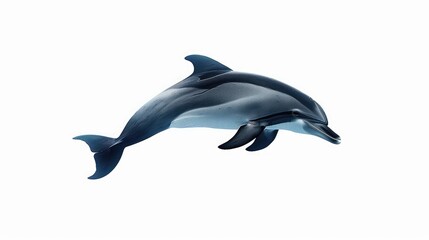 Obraz premium Lone dolphin gracefully swimming in isolation against a pure white backdrop, embodying the beauty of marine freedom