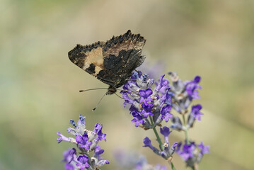 Small tortoiseshell butterfly (Aglais urticae) perched on lavender plant in Zurich, Switzerland