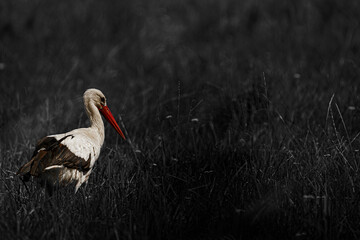 Colour stork in a black and white meadow
