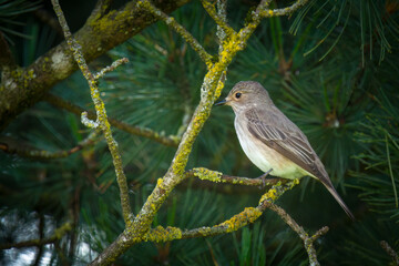 a spotted flycatcher male , muscicapa striata, perching on a swiss stone pine at a summer morning