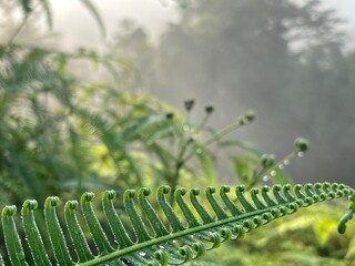  green leaf with frogs for background