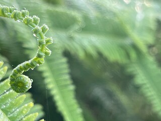 close up of fern leaf
