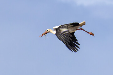 White stork flying over a cliff along the coastline of Odeceixe, Algarve, Portugal.
