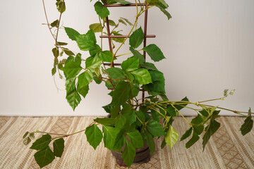 Cissus  liana plant, indoor  green plant in a pot.