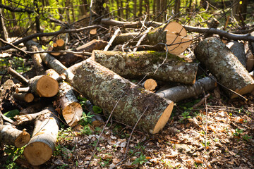 Cut Logs Resting In A Sun-Dappled Forest. Borzhava range. Carpathian mountains, Ukraine