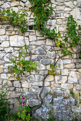 Ivy Enchantment. A tapestry of ivy adorns the timeless stone, a dance of nature and history.
