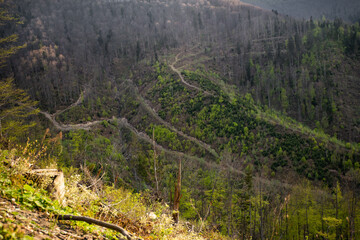 Deforestation. Forest Regrowth and Winding Paths in the Springtime. Borzhava range. Carpathian...