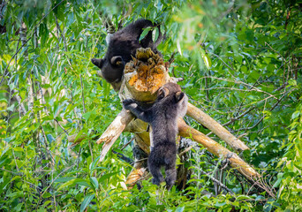 Baby Black Bears in the trees at Cades Cove National Park in Tennessee.