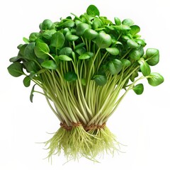 Obraz premium 3D render of a bundle of fresh watercress, perfect for adding a peppery flavor to salads and dishes.