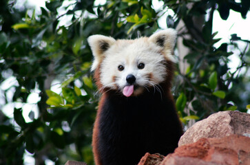 naughty red panda sticking his tongue out © Jess