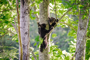Baby Black Bears in the trees at Cades Cove National Park in Tennessee.