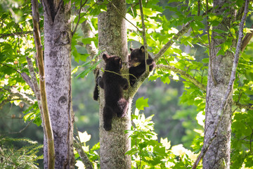 Baby Black Bears in the trees at Cades Cove National Park in Tennessee.