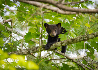 Baby Black Bears in the trees at Cades Cove National Park in Tennessee.