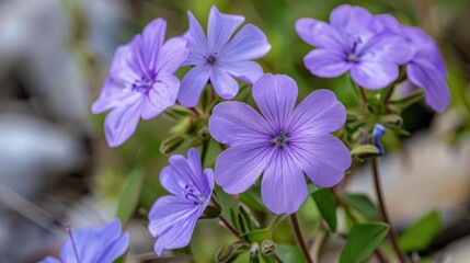A detailed view of a funnel like light purple flower with five petals