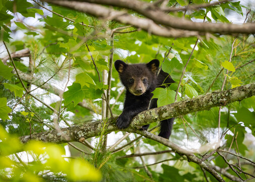 Baby Black Bears in the trees at Cades Cove National Park in Tennessee.