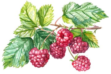 Juicy Red Raspberries with Green Leaves Set. Watercolor Hand-Drawn Illustration, Fresh and Organic