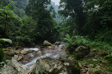 Pristine River Flowing Through Lush Green Forest