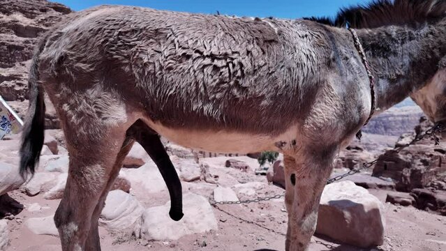 Donkey with erect penis, standing on a hill with ancient ruins in the background. The donkey is tied to a rock with a chain.