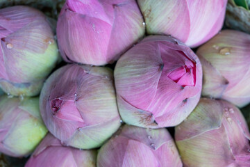 Lotus flowers for sale at Pak Khlong Market, Thailand