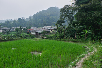 Peaceful Rice Terraces in Misty Mountains