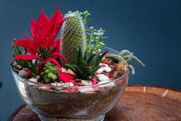 Festive Succulent and Cactus Terrarium Display.A beautiful, decorative terrarium showcasing a variety of succulents and cacti, including a striking cluster of red poinsettias.