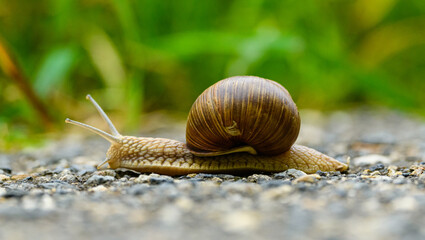 Roman snail (Helix pomatia) on a road