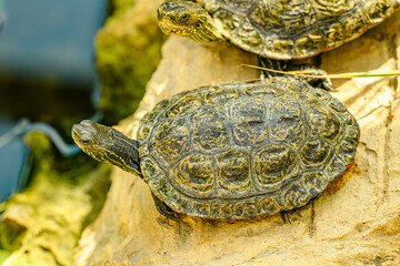 red-eared slider turtle (Trachemys scripta elegans)