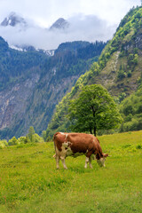 Naklejka premium A cow is grazing in a field with mountains in the background