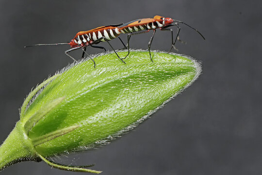 A pair of milkweed assassin bugs are mating. This insect has the scientific name Zelus longipes.