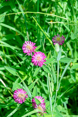 Clover meadow lat. Trifolium pratense against a background of green grass.