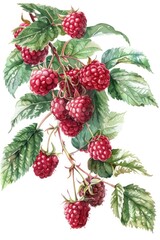 Vibrant Watercolor Illustration of Juicy Raspberries with Fresh Green Leaves