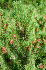 Forming new pale red pine cones on the branches of a green pine tree.