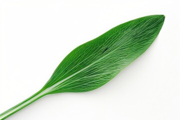 A crocus leaf with its slender, grasslike shape and vibrant green color, set against a clean white backdrop