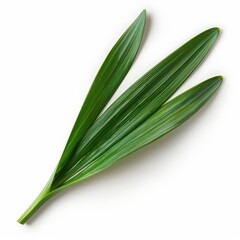 Obraz premium A daffodil leaf with its long, straplike form and bright green color, isolated on a white background