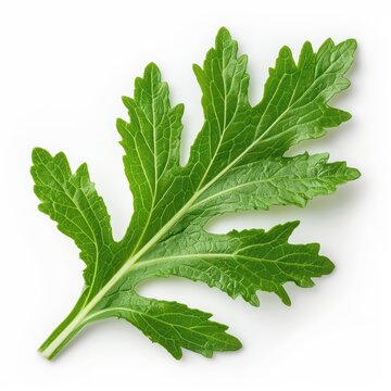 A daisy leaf with its simple, toothed edges and bright green color, isolated on a pristine white background