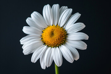 Fototapeta premium A close-up of daisy flower petals, macro photography, black background, blurred, soft light, fresh colors, white and yellow color combination, delicate texture, elegant mood.