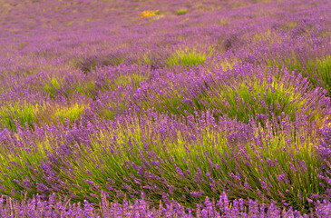 Obraz premium lavender field. Nature purple background 