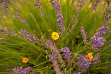 Lavender and yellow flowers 