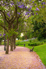 alley in the park. Jacaranda blossom season in Lisbon