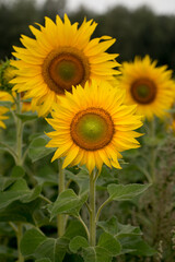 Sunflower close up, early morning in summer