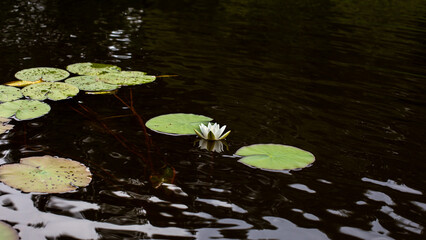 Water lily, beautiful plant in clear water
